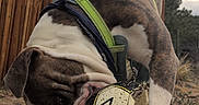 Scrim is registered to the contest to win money with this photo: animal, brown, canine, chewing, daylight, dirt, dog, fence, grass, green_harness, nature, outdoor, pet, playing, puppy, soccer_ball, toy, trees, white