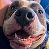 Scrim joined the competition — help win amazing prizes! animal, canine, close_up, cute, dog, expression, face, friendly, fur, happy, indoor, mouth, nose, pet, portrait, smile, snout, teeth, tongue, whiskers