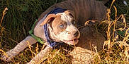Scrim joined the competition — help win amazing prizes! puppy, dog, blue_eyes, bandana, grass, rock, outdoor, sunlight, playful, pet, canine, nature, animal, brown_and_white, ears, snout, fur, young_dog, daylight, garden