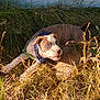 puppy, dog, blue_eyes, bandana, grass, rock, outdoor, sunlight, playful, pet, canine, nature, animal, brown_and_white, ears, snout, fur, young_dog, daylight, garden