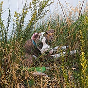 Scrim is registered to the contest to win money with this photo: dog, grass, wild_plants, outdoor, nature, animal, lying_down, collar, brown, white, green, curious, eyes, canine, pet, field, flora, relaxed, summer, daylight