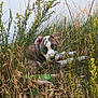 dog, grass, wild_plants, outdoor, nature, animal, lying_down, collar, brown, white, green, curious, eyes, canine, pet, field, flora, relaxed, summer, daylight