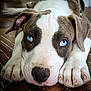 puppy, dog, blue_eyes, close_up, lying_down, paws, wooden_floor, pet, animal, adorable, cute, face, snout, ears, fur, young, domestic_animal, portrait, looking_up, teary_eyes