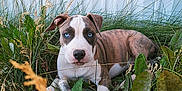 Scrim joined the competition — help win amazing prizes! animal, blue_eyes, brown_and_white, close_up, curious, dog, ears, fur, grass, leafy, lying_down, nature, outdoor, paws, pet, plants, puppy, snout, white_wall, young_dog