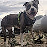 Scrim joined the competition — help win amazing prizes! animal, bandana, canine, car, cloudy_sky, daytime, dog, grass, ground, happy, harness, nature, outdoor, pet, playful, rocks, smiling, soccer_ball, tank, tongue_out