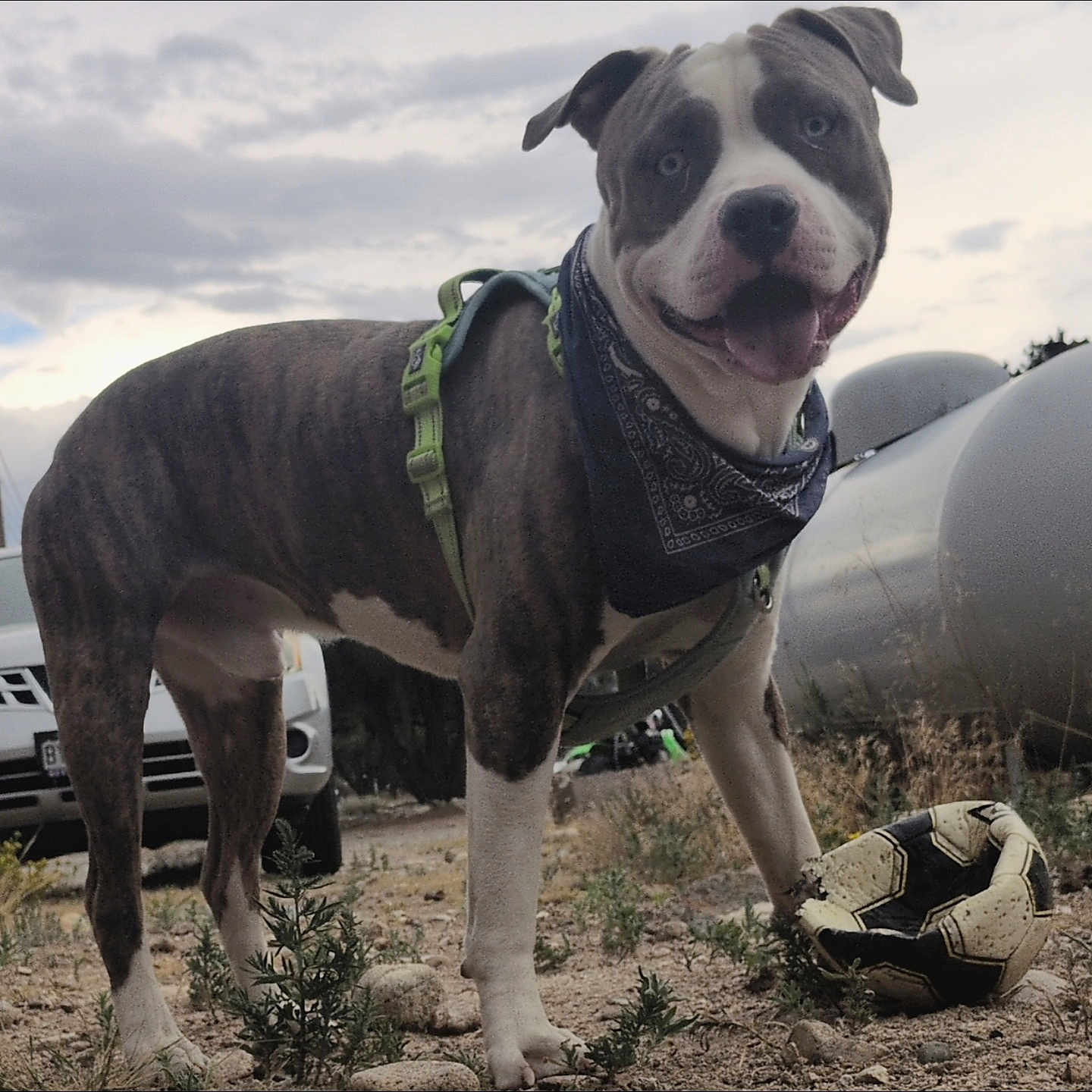 Scrim joined the competition — help win amazing prizes! animal, bandana, canine, car, cloudy_sky, daytime, dog, grass, ground, happy, harness, nature, outdoor, pet, playful, rocks, smiling, soccer_ball, tank, tongue_out