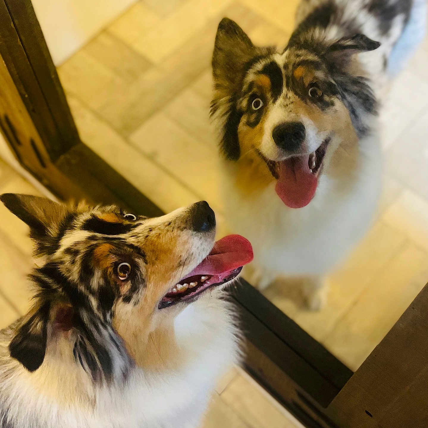 Oxalys participe au concours pour gagner de l'argent avec cette photo : animal, australian_shepherd, canine, companion, cute, dog, domestic, ears_up, friendly, furry, happy, indoor, looking_up, mirror, pet, portrait, reflection, smiling, tongue_out, wooden_floor