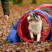 Oxalys participe au concours pour gagner de l'argent avec cette photo : agility_tunnel, animal, australian_shepherd, autumn, blue, canine, colorful, dog, exercise, fallen_leaves, grass, hand, nature, outdoor, park, person, pet, play, red, training