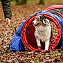 agility_tunnel, animal, australian_shepherd, autumn, blue, canine, colorful, dog, exercise, fallen_leaves, grass, hand, nature, outdoor, park, person, pet, play, red, training