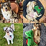 Oxalys a rejoint le concours — aidez-le/la à gagner de superbes lots ! australian_shepherd, bed, couch, cute, dog, fluffy, grass, happy, indoor, lying_down, outdoor, pet, playful, portrait, puppy, sitting, smiling, stuffed_animal, tongue_out, toy