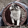 active, agility_tunnel, animal, blue_eyes, brown_leaves, canine, dog, exercise, fluffy, focused, fur, grass, leaves, nature, outdoor, park, pet, play, sport, walking