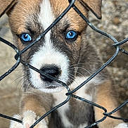 Blue joined the competition — help win amazing prizes! puppy, dog, blue_eyes, chain_link_fence, close_up, paw, fur, cute, animal, pet, outdoor, snout, whiskers, nose, young, brown_fur, white_markings, curious, looking, metal_fence