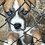 puppy, dog, blue_eyes, chain_link_fence, close_up, paw, fur, cute, animal, pet, outdoor, snout, whiskers, nose, young, brown_fur, white_markings, curious, looking, metal_fence