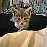 kitten, cat, bed, blanket, indoor, curtain, coat_rack, bottle, table, furniture, cute, pet, animal, tabby, curious, young, soft, domestic, resting, cozy