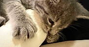 Moon is registered to the contest to win money with this photo: animal, cat, claw, close_up, cute, domestic, feline, gray_fur, indoor, kitten, nibbling, paper_towel, paw, pet, playful, resting, sleepy, soft_texture, toy, whiskers