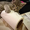 kitten, cat, paw, paper_towel, roll, curious, indoor, feline, gray, young, claws, cozy, surface, background, paper, resting, cute, small, pet, animal