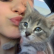 Moon is registered to the contest to win money with this photo: person, cat, kitten, face, close_up, cute, pet, animal, feline, young, indoor, portrait, holding, love, affection, whiskers, gray, tabby, eyes, skin