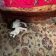Felix joined the competition — help win amazing prizes! cat, carpet, toy, bed, blanket, wooden_furniture, indoor, pet, playful, pattern, curious, animal, floor, resting, feline, cozy, home, decor, relaxed, claw