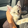 kitten, cat, pet, animal, feline, cute, young, fur, eyes, hand, striped_clothing, sunlight, indoor, person, holding, closeup, adorable, soft_light, comfortable, resting