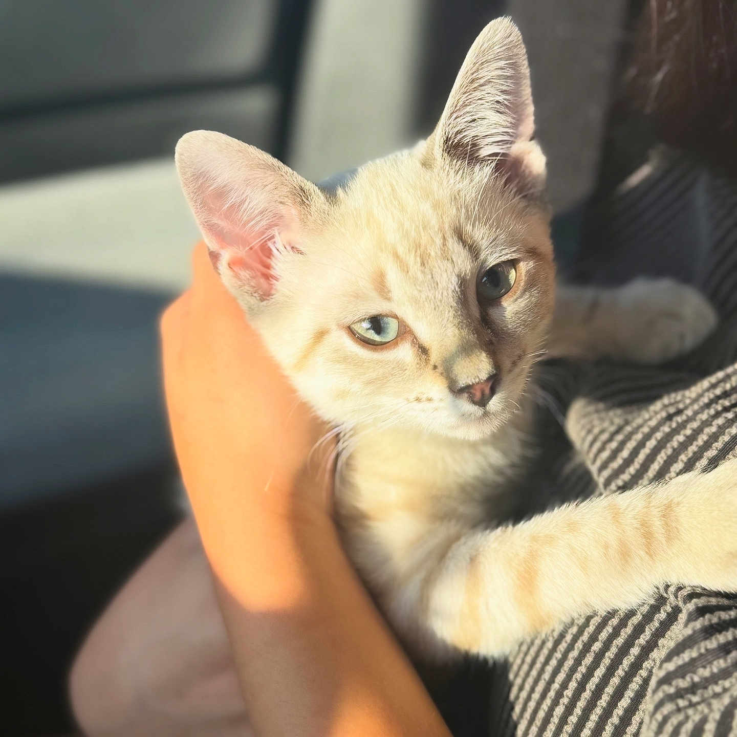 Sir Bullet joined the competition — help win amazing prizes! kitten, cat, pet, animal, feline, cute, young, fur, eyes, hand, striped_clothing, sunlight, indoor, person, holding, closeup, adorable, soft_light, comfortable, resting