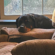 Kali is registered to the contest to win money with this photo: animal, black, brown, couch, cozy, daylight, dog, furniture, home, indoor, peaceful, pet, quiet, relaxation, resting, rottweiler, sleeping, sunlight, texture, window