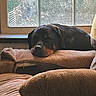 animal, black, brown, couch, cozy, daylight, dog, furniture, home, indoor, peaceful, pet, quiet, relaxation, resting, rottweiler, sleeping, sunlight, texture, window