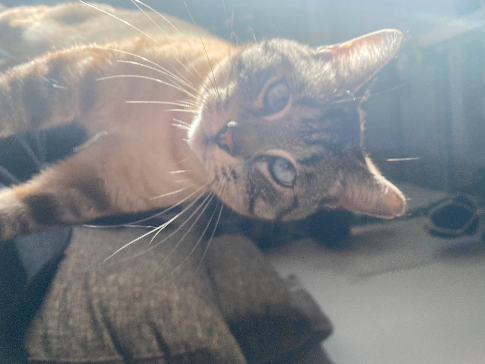 Moustache participe au concours pour gagner de l'argent avec cette photo : carnivore, cat, claw, cloud, domestic_short_haired_cat, ear, felidae, fur, macro_photography, paw, sky, small_to_medium_sized_cats, snout, tail, terrestrial_animal, whiskers, wildlife