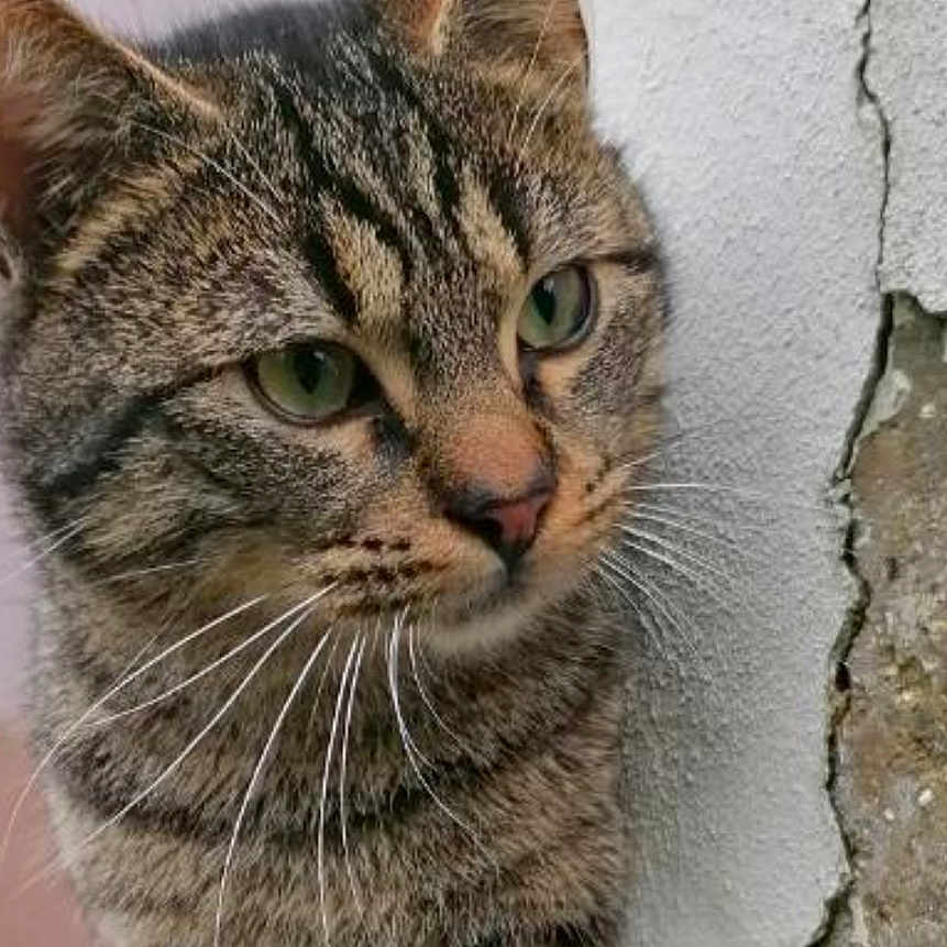 Chouchou participe au concours pour gagner de l'argent avec cette photo : abyssinian, animal, cat, egyptiancat, gray, kitten, manx, pet, snout