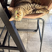 Aslan a rejoint le concours — aidez-le/la à gagner de superbes lots ! cat, tabby_cat, chair, furniture, indoor, floor, tile_floor, yellow_eyes, pet, animal, relaxed, looking_up, cushion, brown, metal, legs, whiskers, fur, domestic_cat, resting
