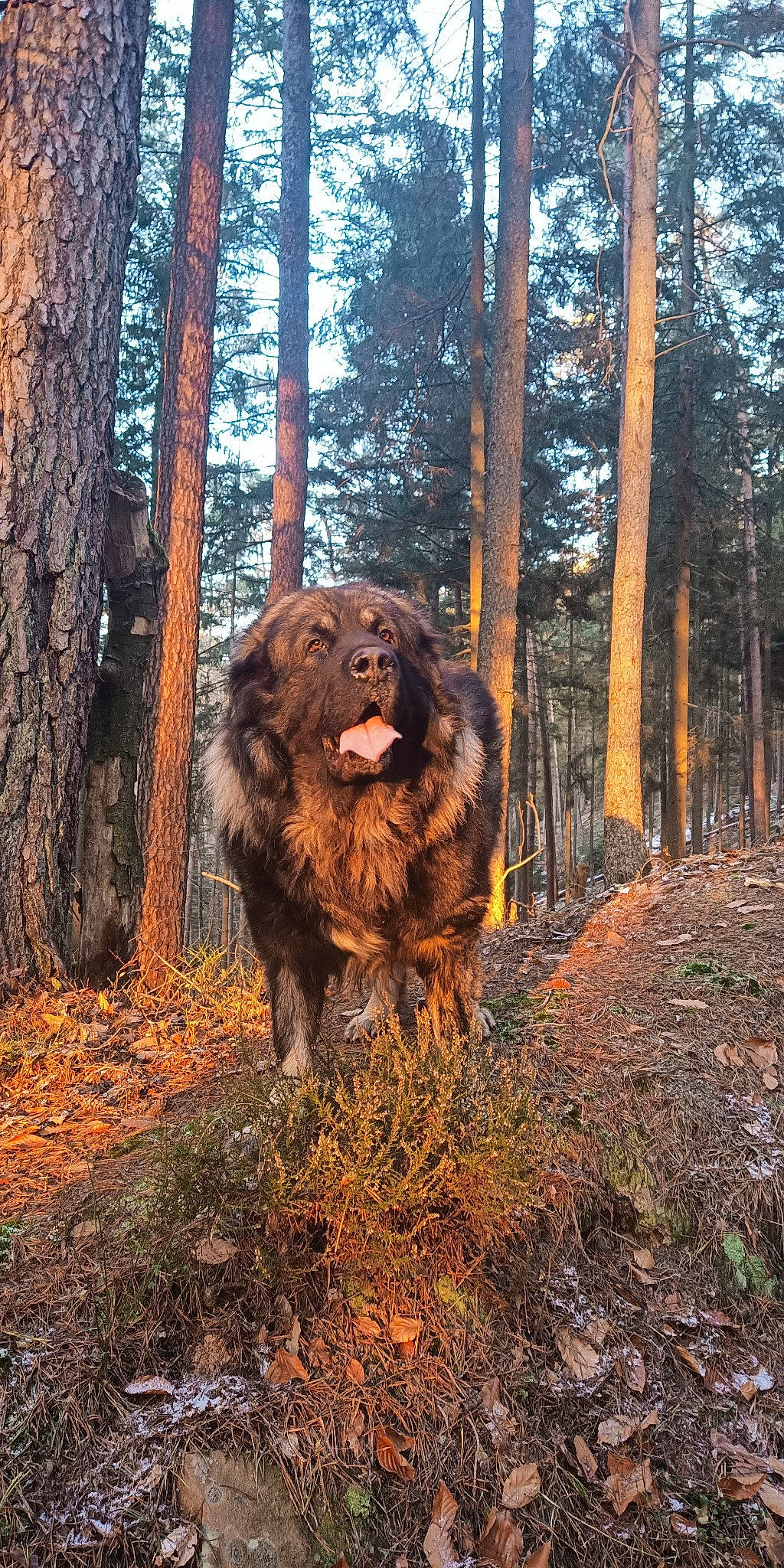 Heiko participe au concours pour gagner de l'argent avec cette photo : big_cats, brown_bear, canidae, carnivore, dog_breed, ecoregion, felidae, kodiak_bear, landscape, lion, liver, masai_lion, natural_landscape, plant, sky, sporting_group, terrestrial_animal, tree, trunk, wood