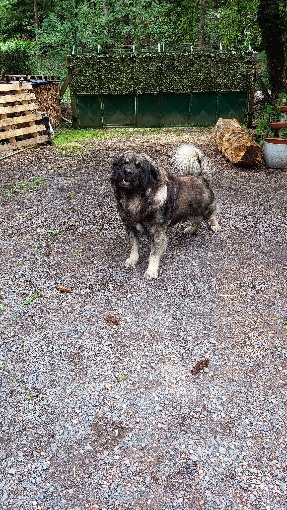Heiko participe au concours pour gagner de l'argent avec cette photo : canidae, carnivore, companion_dog, dog, dog_breed, fawn, flowerpot, garden, grass, groundcover, houseplant, plant, road_surface, snout, soil, sporting_group, tail, terrestrial_animal, wood, working_animal