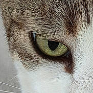 Nala a rejoint le concours — aidez-le/la à gagner de superbes lots ! animal, brown_fur, cat, close, close_up, curious, domestic_cat, eye, face, fur, green_eye, macro, mammal, nose, pet, portrait, texture, whisker, whiskers, white_fur