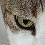 animal, brown_fur, cat, close, close_up, curious, domestic_cat, eye, face, fur, green_eye, macro, mammal, nose, pet, portrait, texture, whisker, whiskers, white_fur