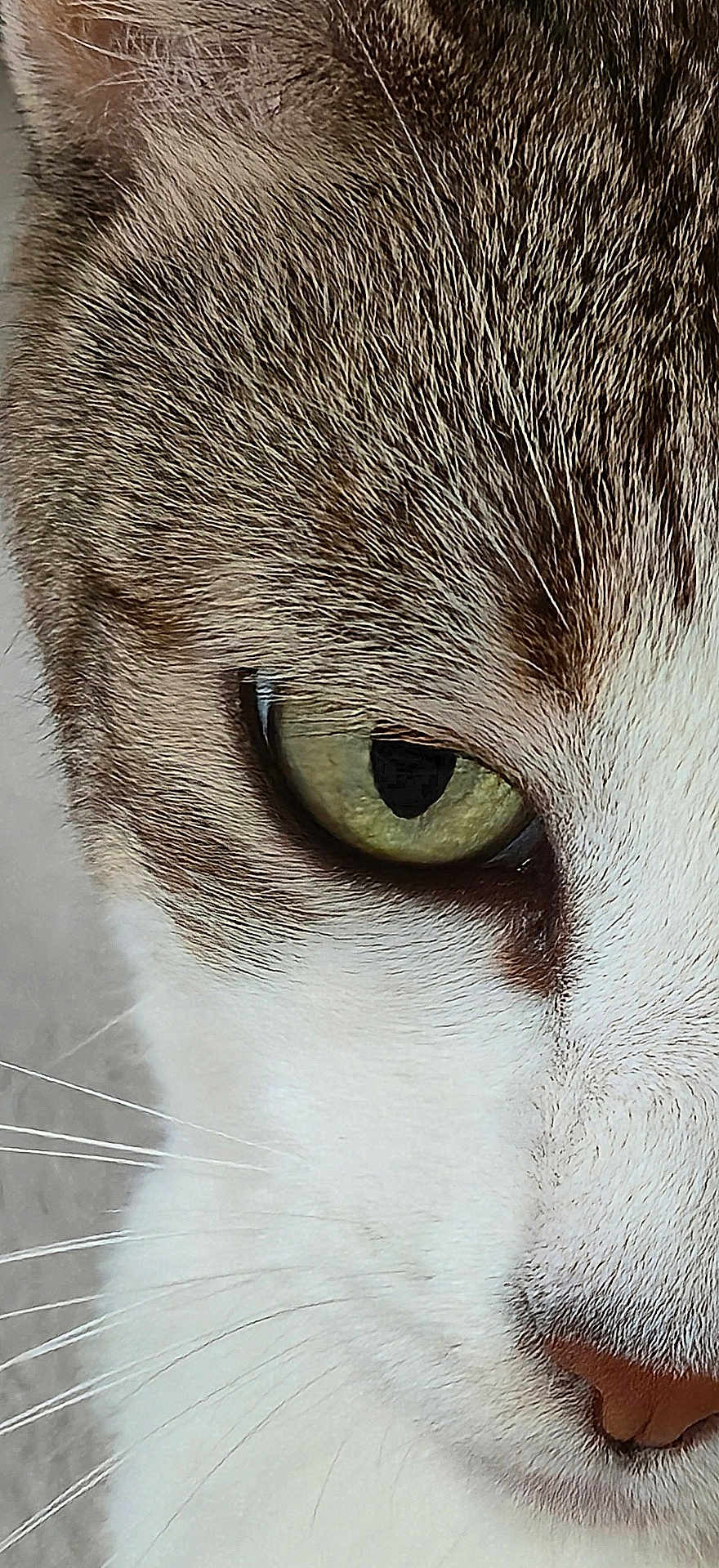 Nala