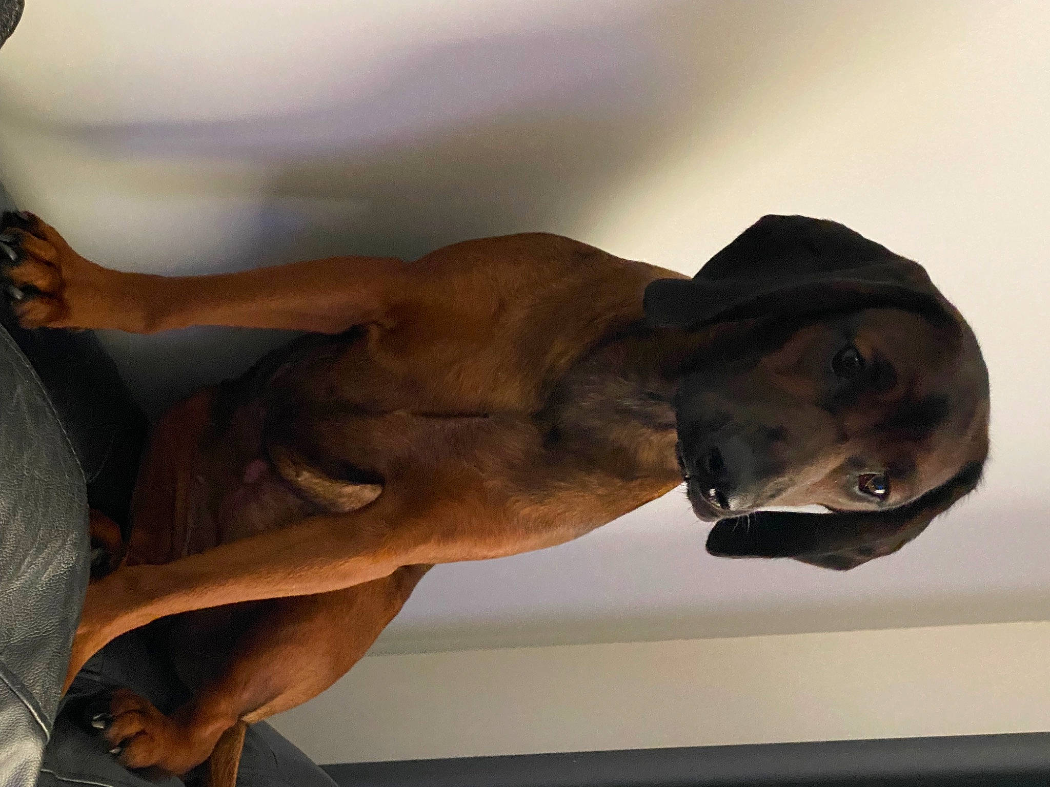 Cuppy And Indie is registered to the contest to win money with this photo: art, artifact, barechested, bronze, bronze_sculpture, carving, chest, classical_sculpture, elbow, fawn, human_leg, jaw, metal, monument, museum, sculpture, snout, statue, visual_arts, wood