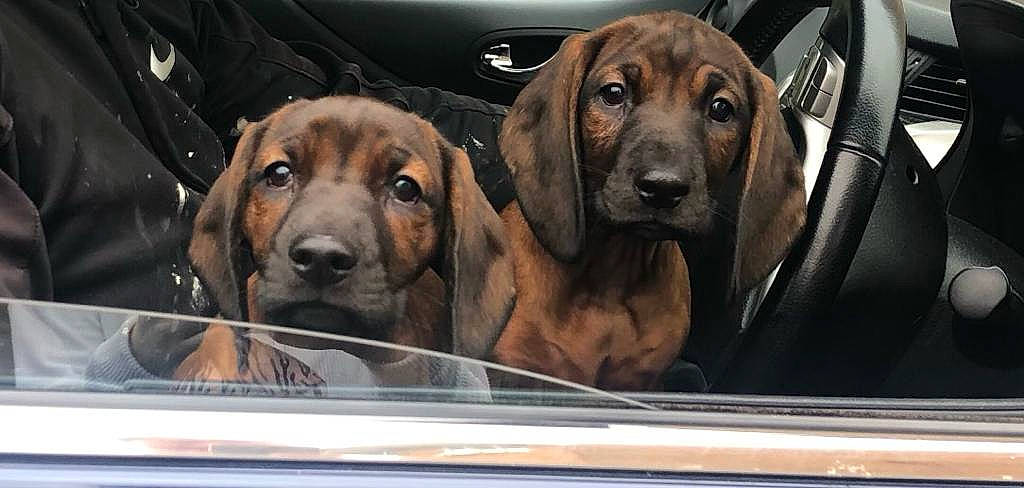 Cuppy And Indie is registered to the contest to win money with this photo: auto_part, automotive_exterior, automotive_lighting, carnivore, comfort, companion_dog, dog, dog_breed, dog_supply, fawn, hound, liver, metal, motor_vehicle, pet_supply, snout, sporting_group, vehicle, vehicle_door, working_animal