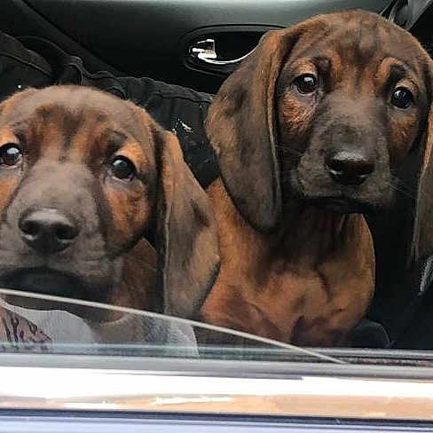 Cuppy And Indie