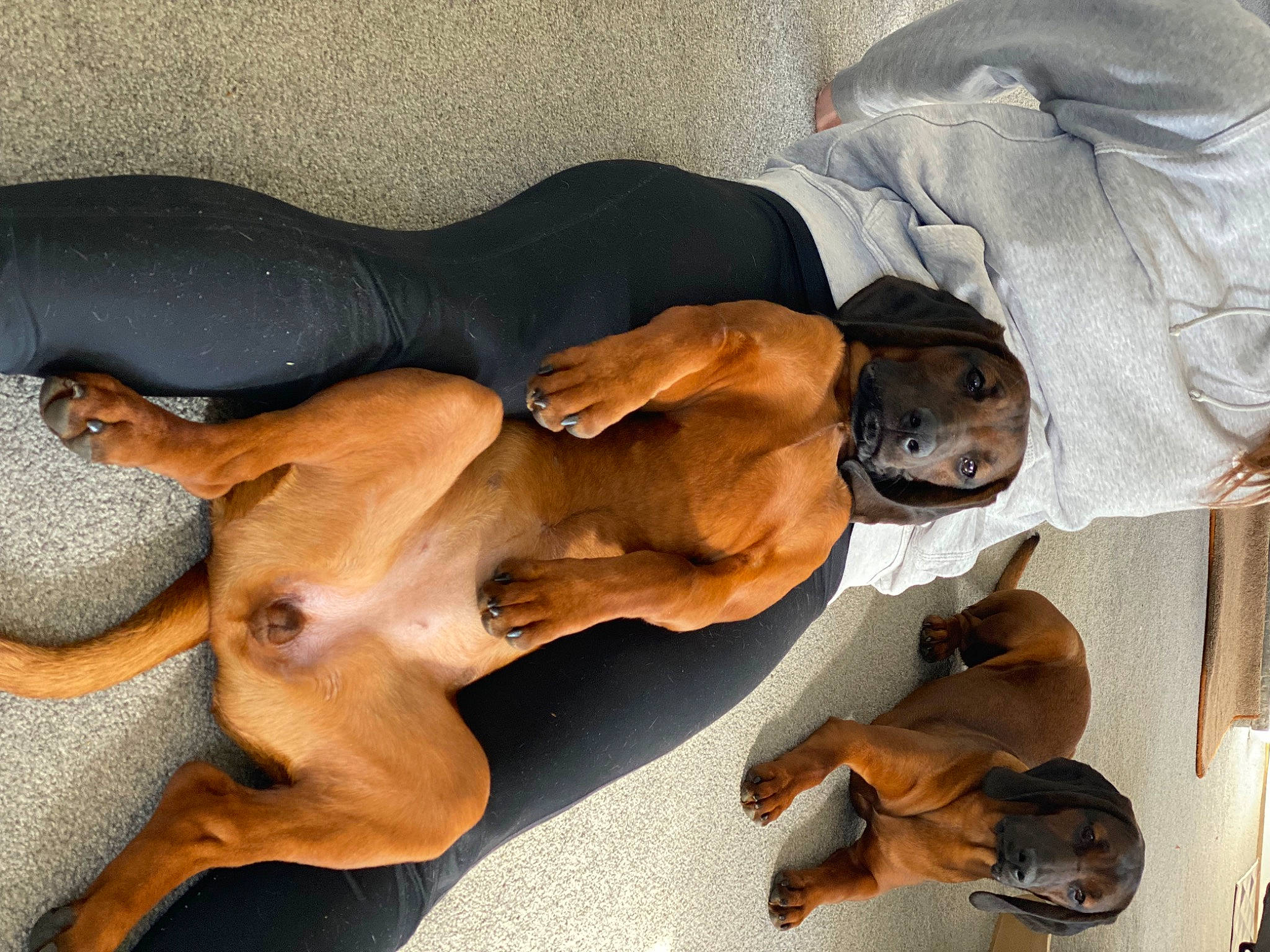 Cuppy And Indie is registered to the contest to win money with this photo: canidae, carnivore, chest, comfort, companion_dog, dog, dog_breed, elbow, fawn, foot, gesture, guard_dog, human_leg, knee, snout, sporting_group, thigh, wood, working_animal, wrist