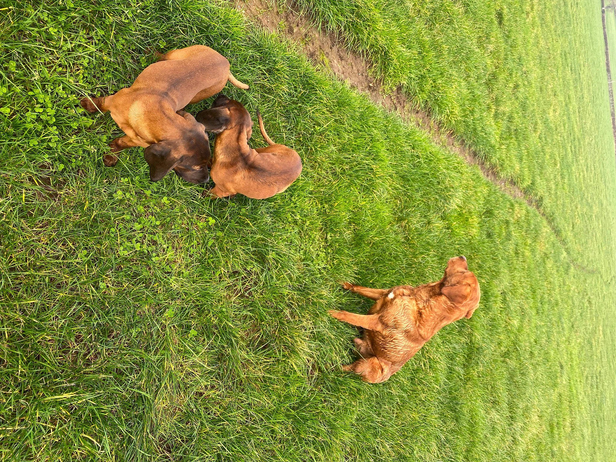 Cuppy And Indie is registered to the contest to win money with this photo: dog, dog_breed, fawn, field, grass, grass_family, grassland, groundcover, landscape, lawn, liver, meadow, pasture, people_in_nature, plant, soil, sporting_group, terrestrial_animal, wood, working_animal