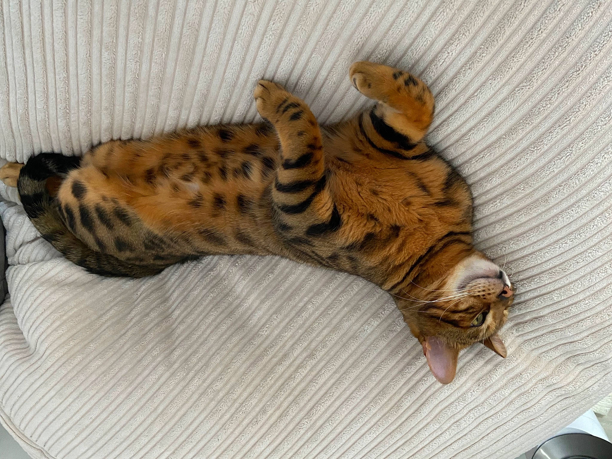 Freddy joined the competition — help win amazing prizes! bengal_tiger, big_cats, carnivore, claw, comfort, fawn, felidae, fur, leopard, pattern, paw, siberian_tiger, small_to_medium_sized_cats, tail, terrestrial_animal, tiger, toy, whiskers, wood