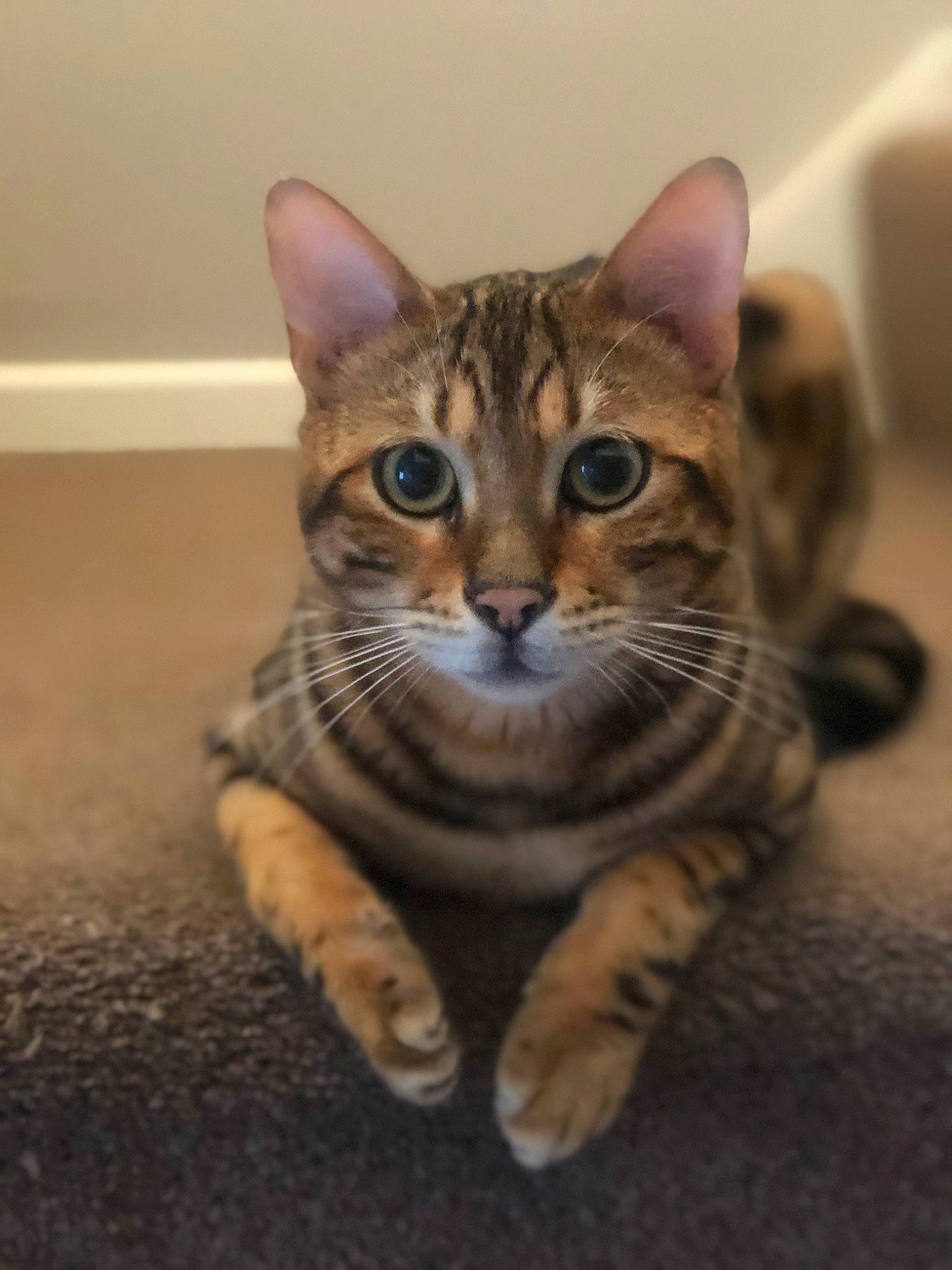 Freddy is registered to the contest to win money with this photo: carnivore, cat, claw, domestic_short_haired_cat, door, fawn, felidae, flooring, foot, fur, paw, sitting, small_to_medium_sized_cats, snout, terrestrial_animal, whiskers, wildlife