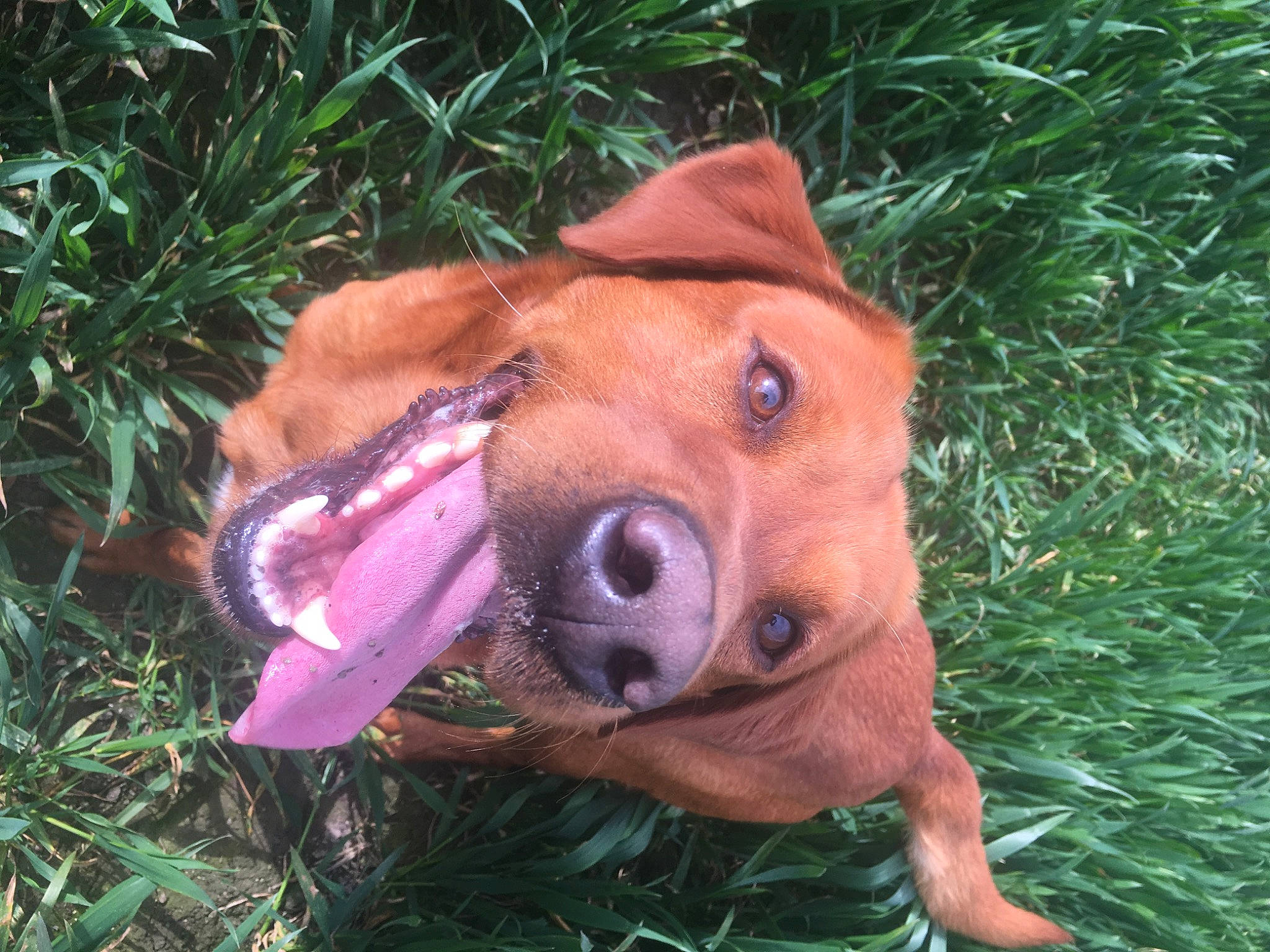 Rufus is registered to the contest to win money with this photo: canidae, carnivore, collar, companion_dog, dog, dog_breed, dog_collar, dog_supply, fang, grass, guard_dog, hound, liver, organism, plant, sporting_group, terrestrial_animal, water, whiskers, working_animal