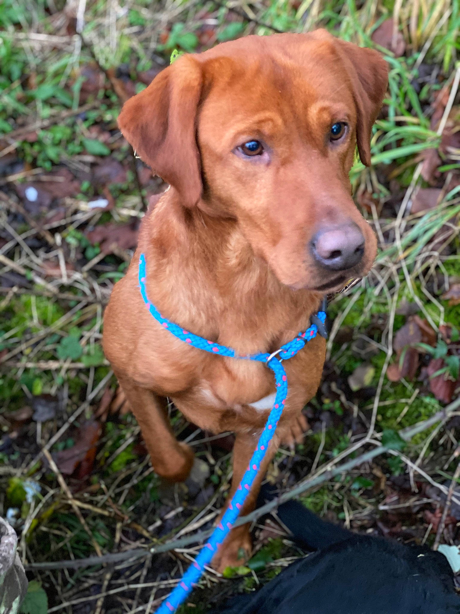 Rufus is registered to the contest to win money with this photo: canidae, carnivore, collar, companion_dog, dog, dog_breed, dog_collar, electric_blue, fawn, grass, gun_dog, hound, liver, plant, snout, soil, sporting_group, whiskers, wildlife, working_animal