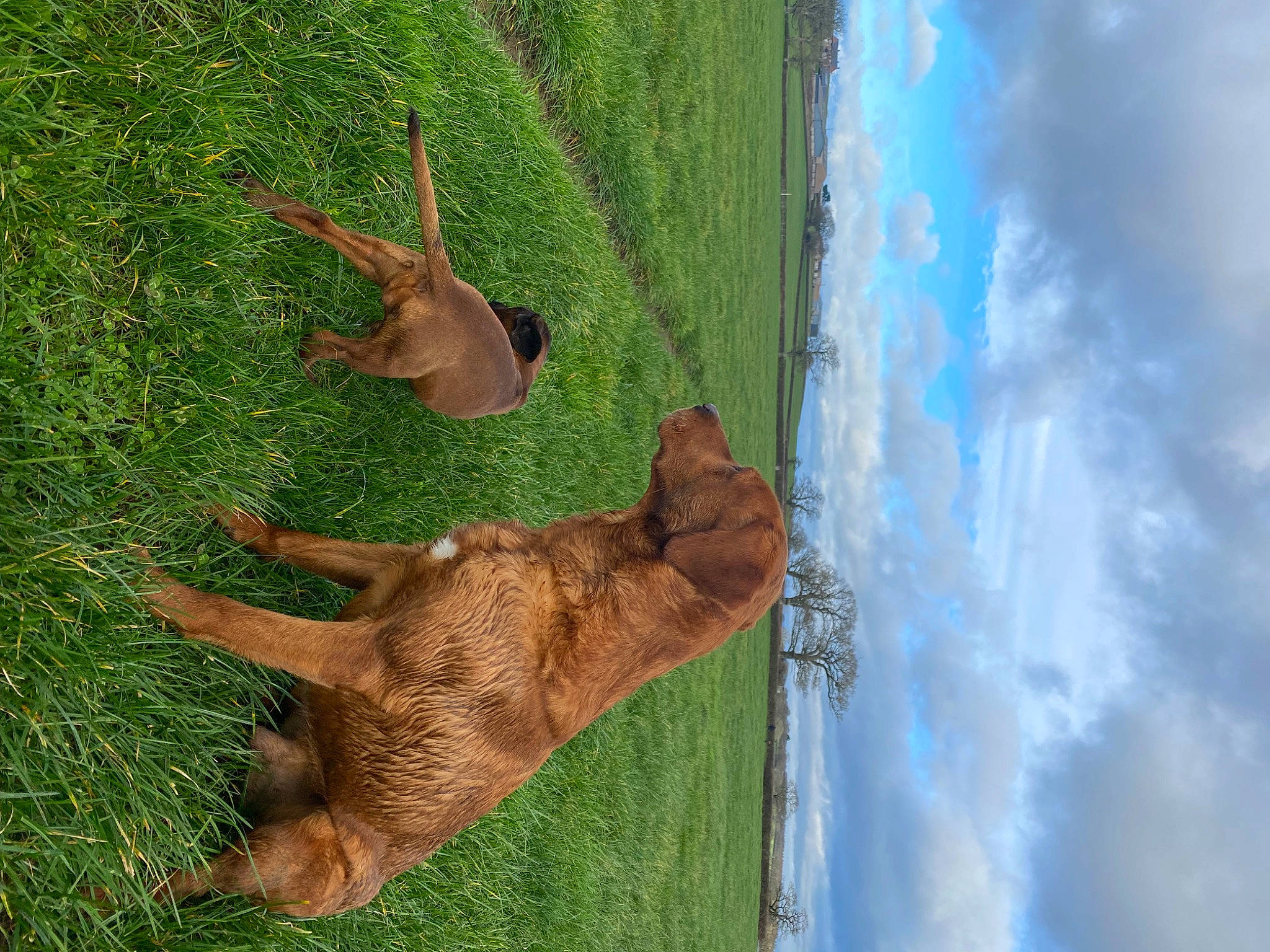 Rufus joined the competition — help win amazing prizes! cloud, cumulus, dog_breed, fawn, foot, grass, grassland, liver, pasture, plant, plant_stem, sky, tail, terrestrial_animal, tree, trunk, water, wildlife, wood, working_animal