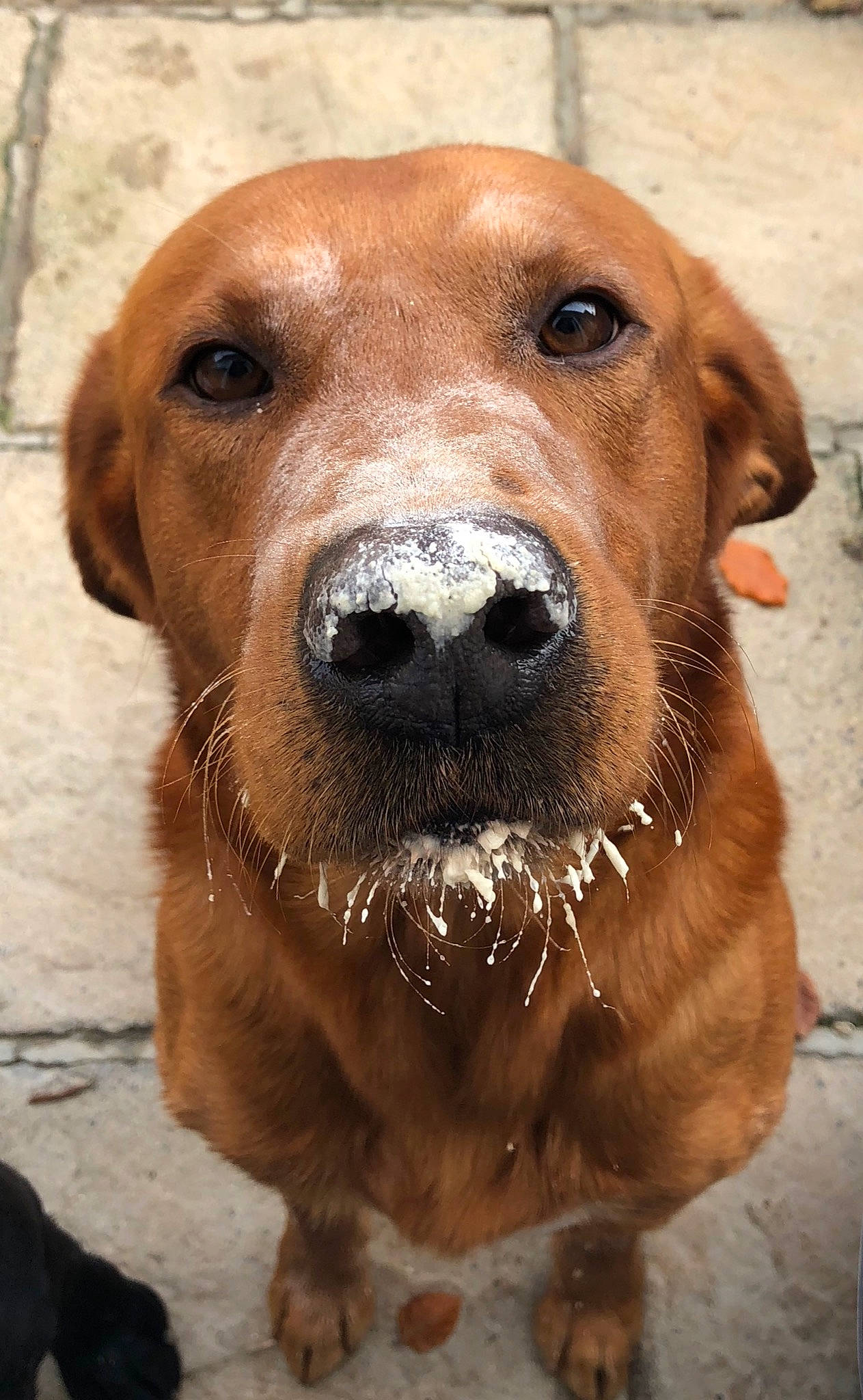 Rufus is registered to the contest to win money with this photo: canidae, carnivore, collar, companion_dog, dog, dog_breed, dog_collar, fawn, fur, gun_dog, hunting_dog, labrador_retriever, liver, pet_supply, retriever, snout, sporting_group, terrestrial_animal, whiskers, working_animal