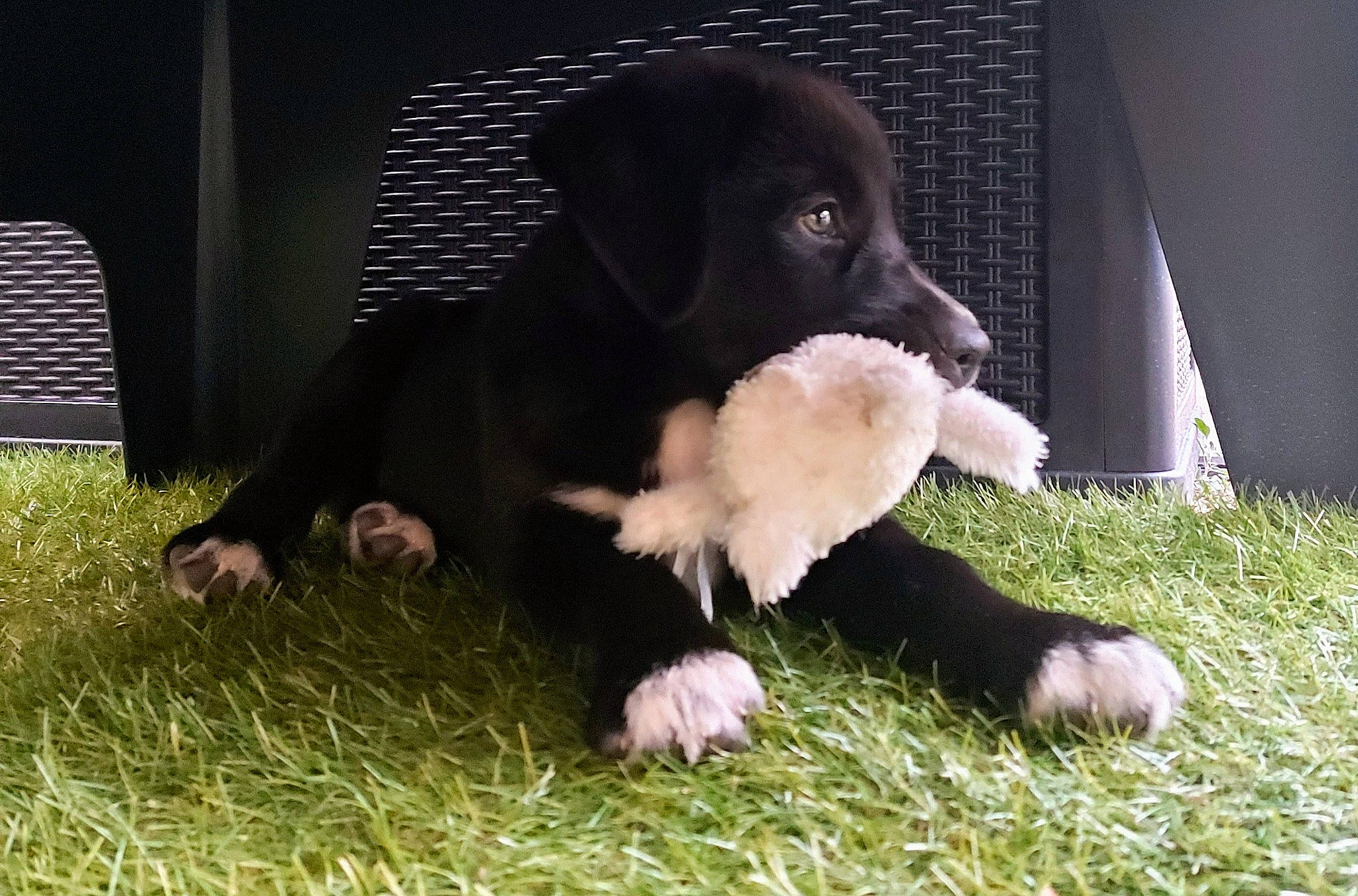 Lassy participe au concours pour gagner de l'argent avec cette photo : borador, canidae, carnivore, companion_dog, dog, dog_breed, fur, grass, gun_dog, lawn, liver, mammal, plant, spaniel, sporting_group, tail, terrestrial_animal, vertebrate, working_animal, working_dog
