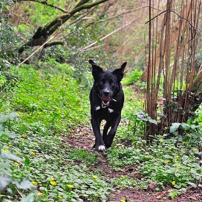 Lassy a rejoint le concours — aidez-le/la à gagner de superbes lots ! black_norwegian_elkhound, borador, canidae, carnivore, companion_dog, dog, dog_breed, grass, groundcover, natural_landscape, plant, shrub, snout, sporting_group, tail, terrestrial_animal, terrestrial_plant, tree, wildlife, working_animal