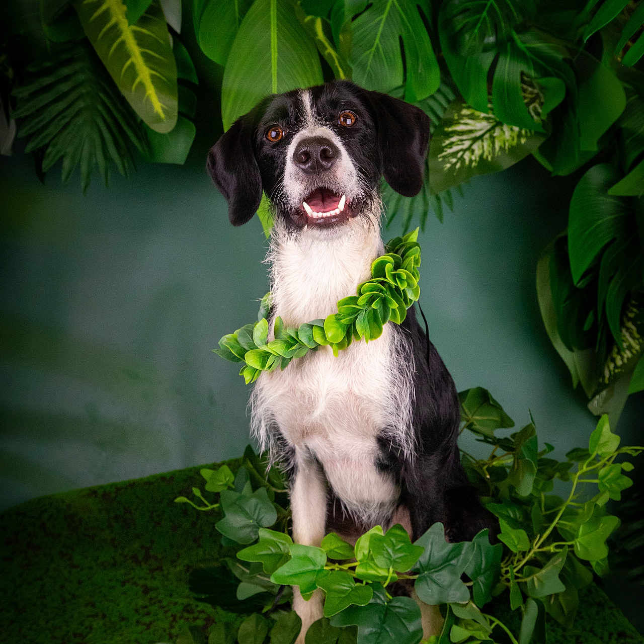 Tess a rejoint le concours — aidez-le/la à gagner de superbes lots ! animal, bulldog, canine, dog, flower, green, herbs, hound, ivy, land, leaf, nature, outdoors, pet, plant, pointer, puppy, rainforest, tree, vegetation