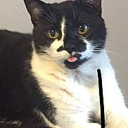 Jessy is registered to the contest to win money with this photo: cat, black_and_white, tongue_out, animal, pet, feline, whiskers, ears, fur, close_up, indoor, cute, playful, relaxed, portrait, looking_at_camera, domestic_cat, resting, face, expression