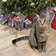Tyson joined the competition — help win amazing prizes! cat, tabby_cat, christmas_tree, presents, gifts, ornaments, christmas_lights, holiday, festive, indoors, wooden_floor, sitting, animal_portrait, pet, whiskers, ears, tail, striped_fur, wrapped_gifts, decoration